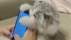 鸭王电影手机在线观看,手机在线观看,畅享视听盛宴 第1张 鸭王电影手机在线观看,手机在线观看,畅享视听盛宴 第1张